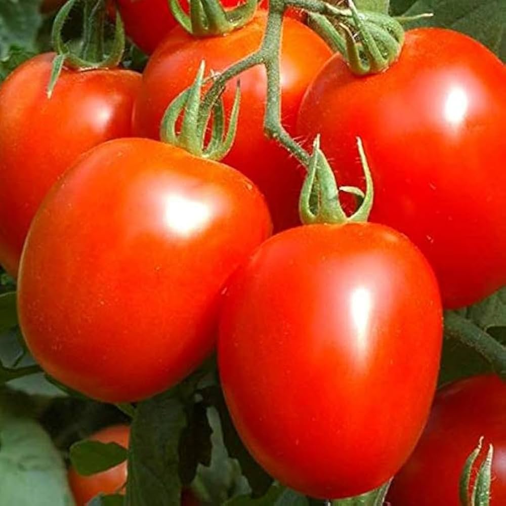 Ribbed (Tomato) for planting in garden